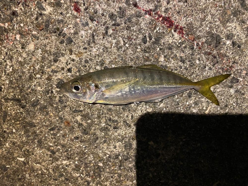 淡路島ライトゲーム