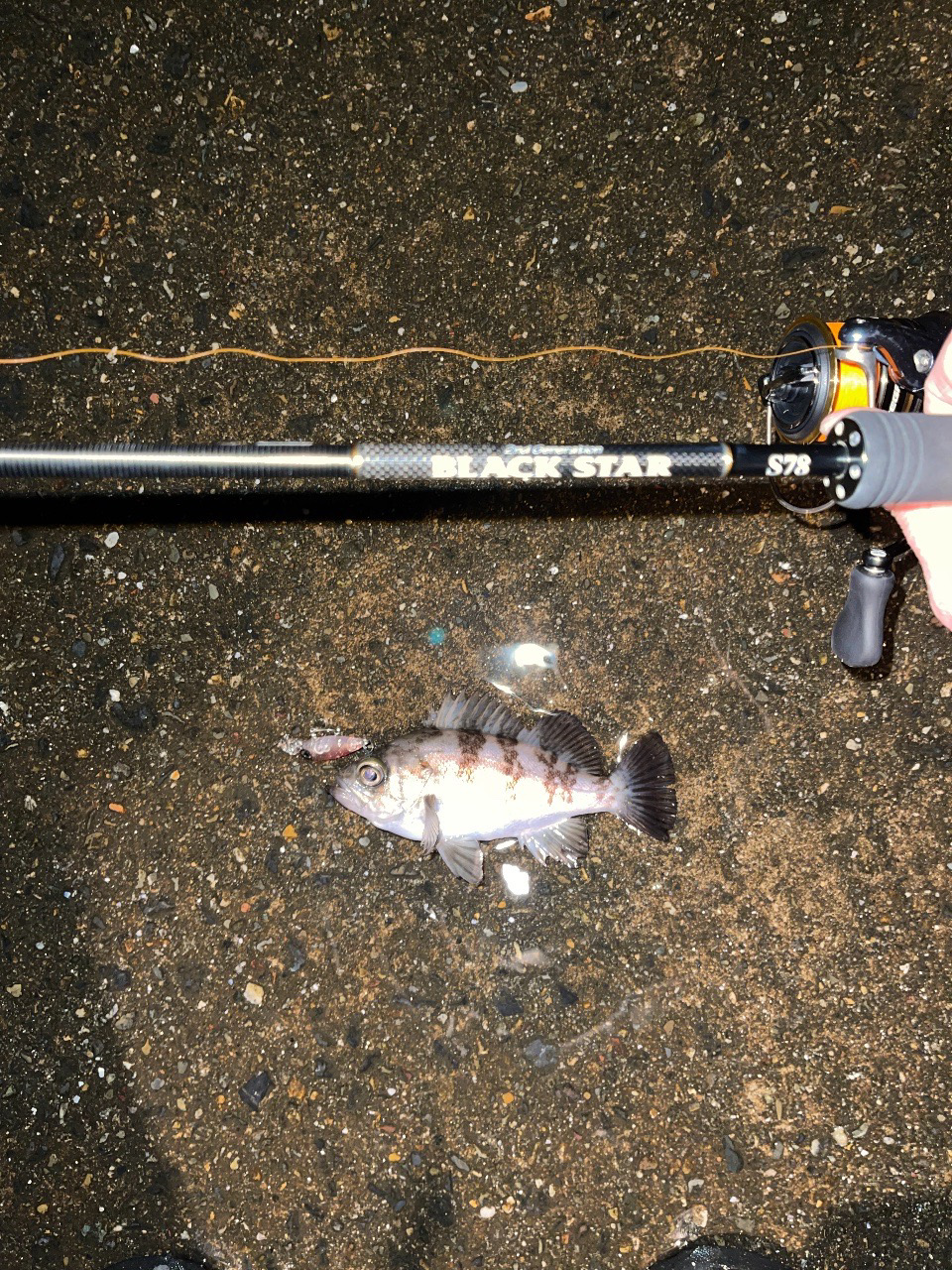 23メバリング日記3