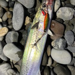 マキマキでサゴシ連発！