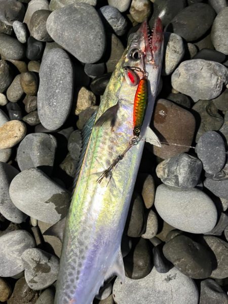 マキマキでサゴシ連発！