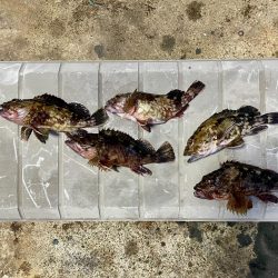 カサゴ　ライトジギング