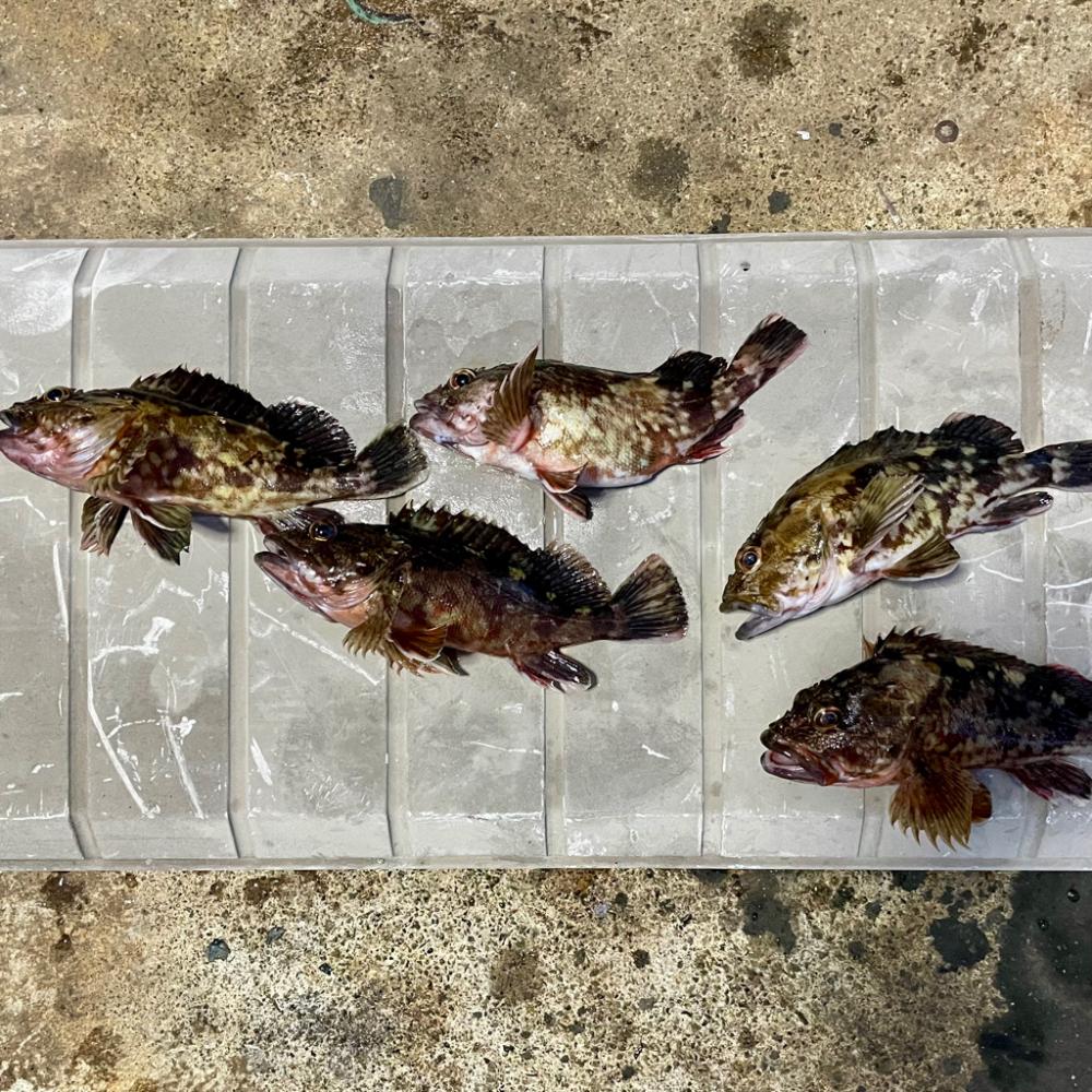 カサゴ　ライトジギング