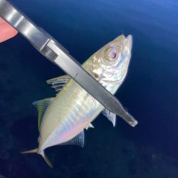 夕まずめアジング