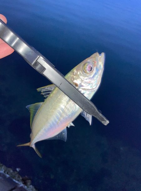 夕まずめアジング