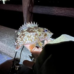 ひさびさの釣果