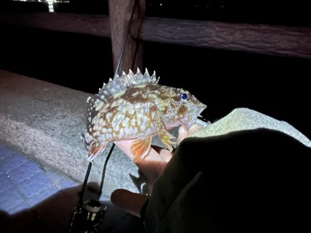 ひさびさの釣果