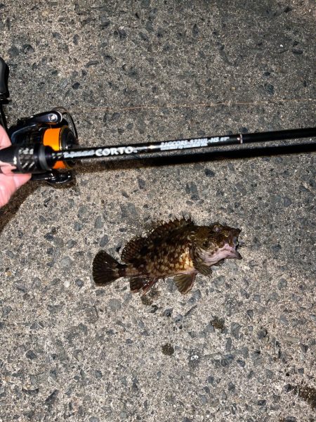 21コルトvsルナキア-徹底比較してみた