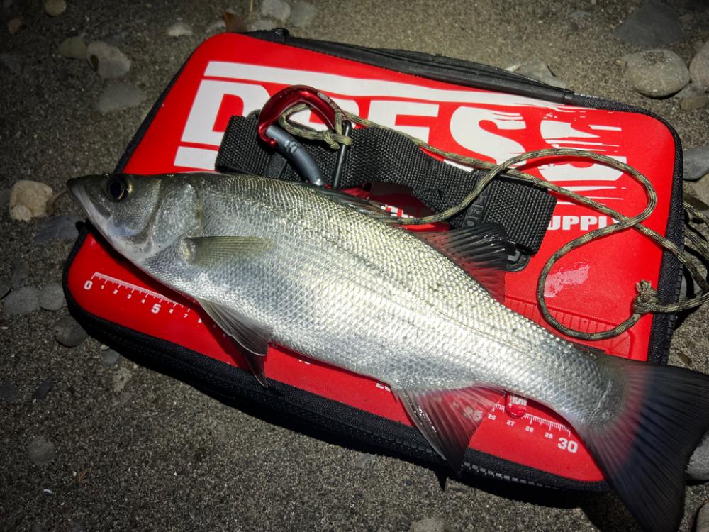 シーバスを探して三千里 Vel.1