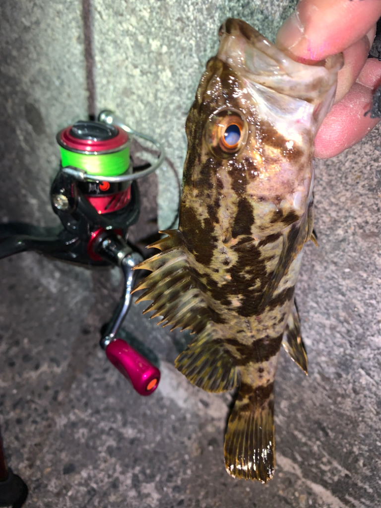 タケノコメバル③