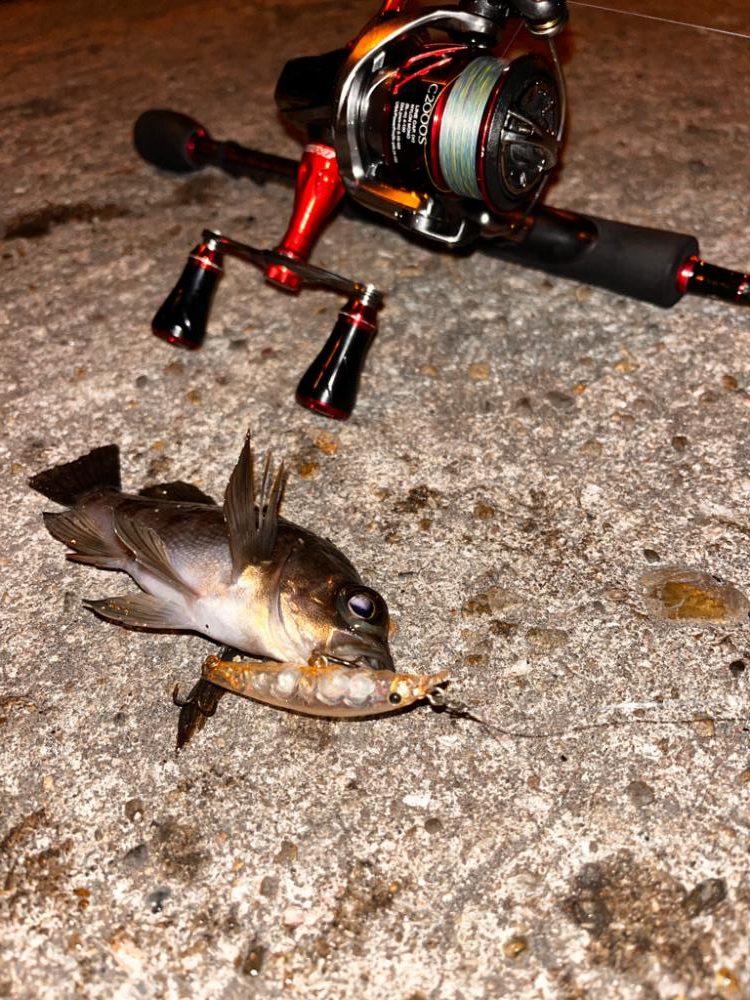 メバルプラッキング