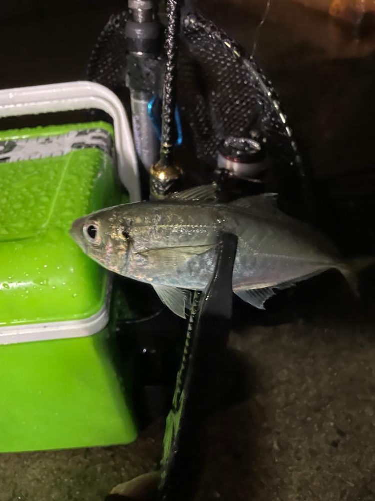 厳しいアジング