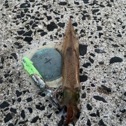 今日もヤリイカ狙ってみます(՞߹ – ߹՞)