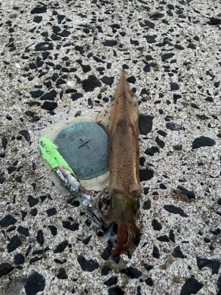 今日もヤリイカ狙ってみます(՞߹ – ߹՞)