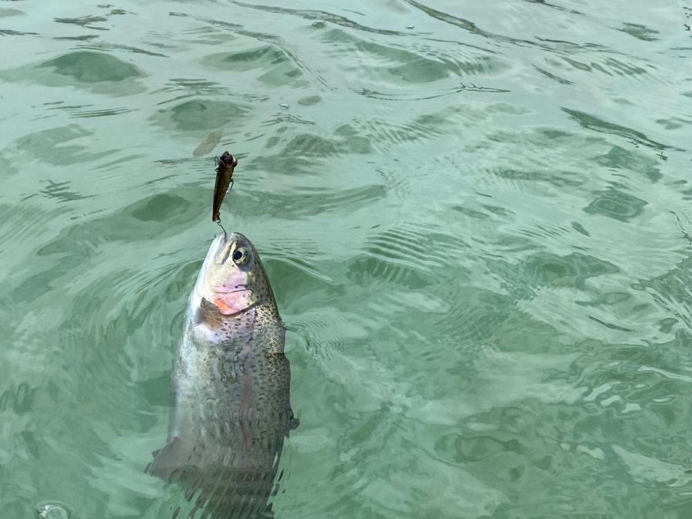 京都府亀岡市　エリアトラウト