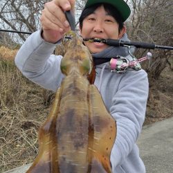 超シャロー帯でアオリイカ