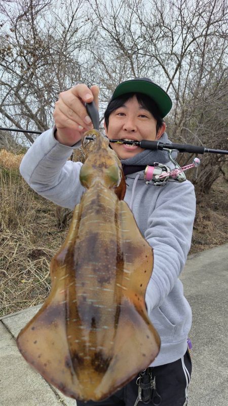 超シャロー帯でアオリイカ