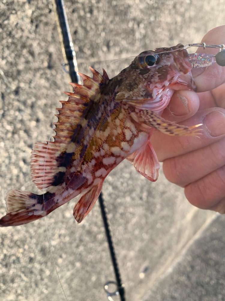 やっと釣れたのがこのサイズ