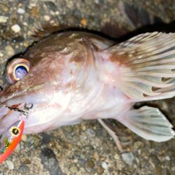 ジグでワンサイズ上のガシラを狙うにゃ！