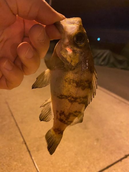 極寒期のメバリング