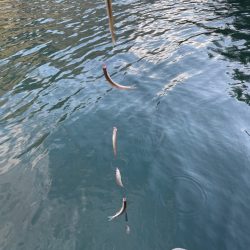 ボートワカサギ