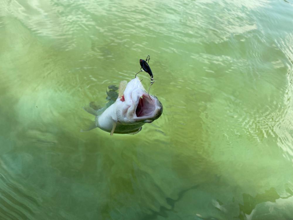 エリアトラウト　底多め