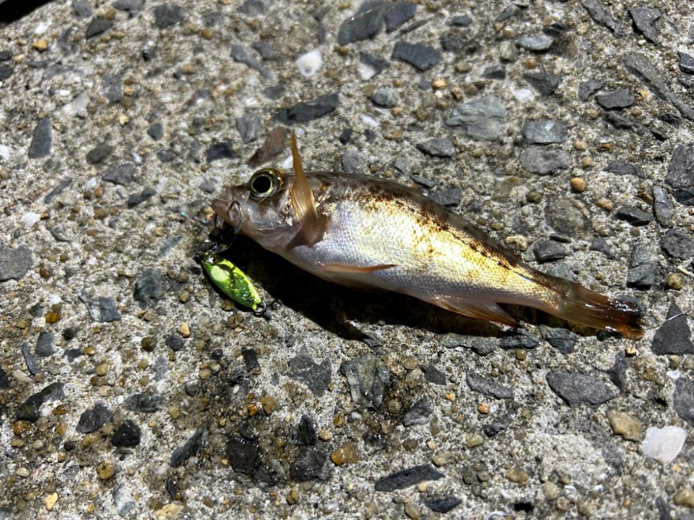 今日は風と波が強すぎて