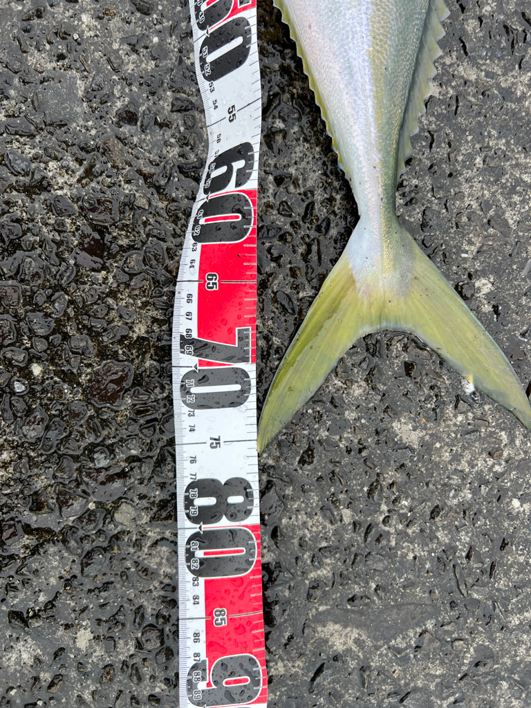 久しぶりのフィーーシュ!