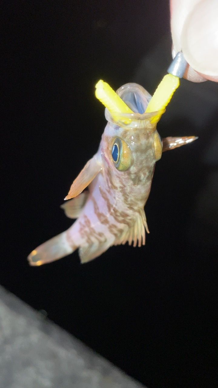 久しぶりのメバリング♪