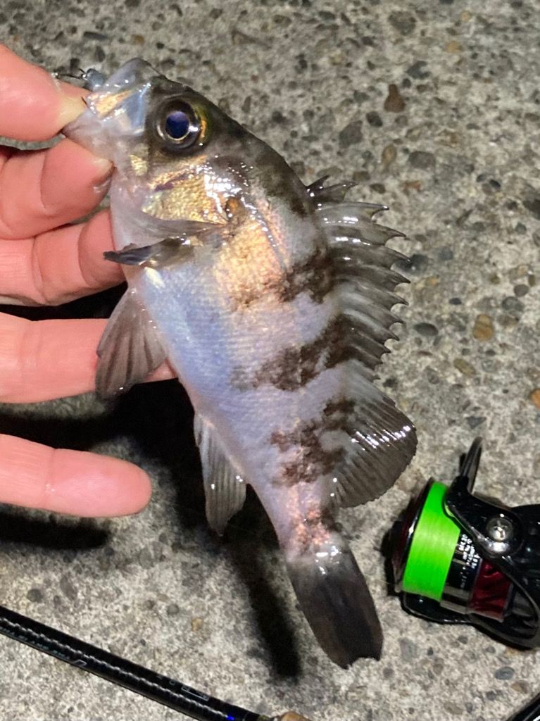 メバルぽろぽろ