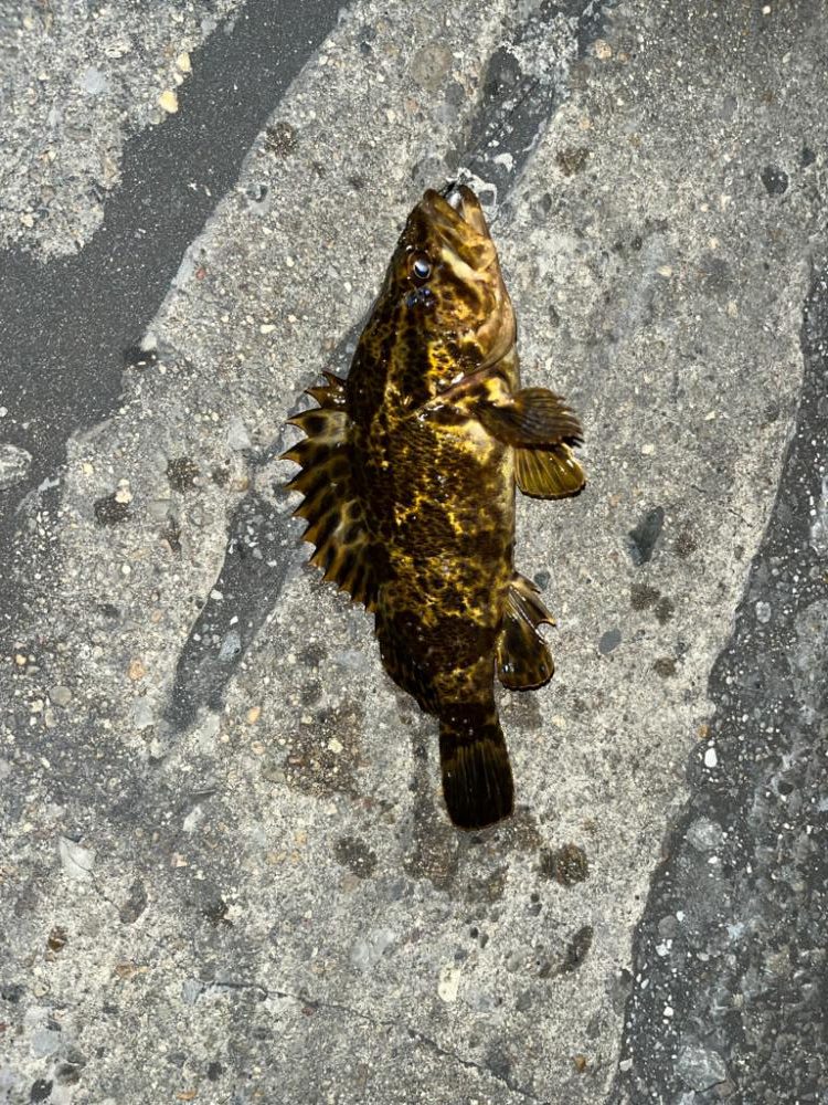 四日市、朝の根魚ライトゲーム