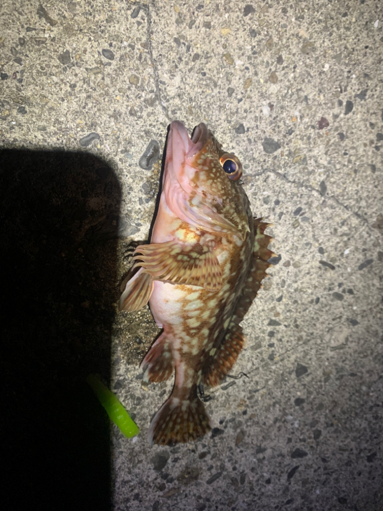 自作ワームでガシリング