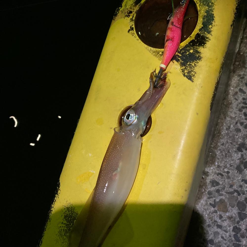 ヤリイカエギングin呼子