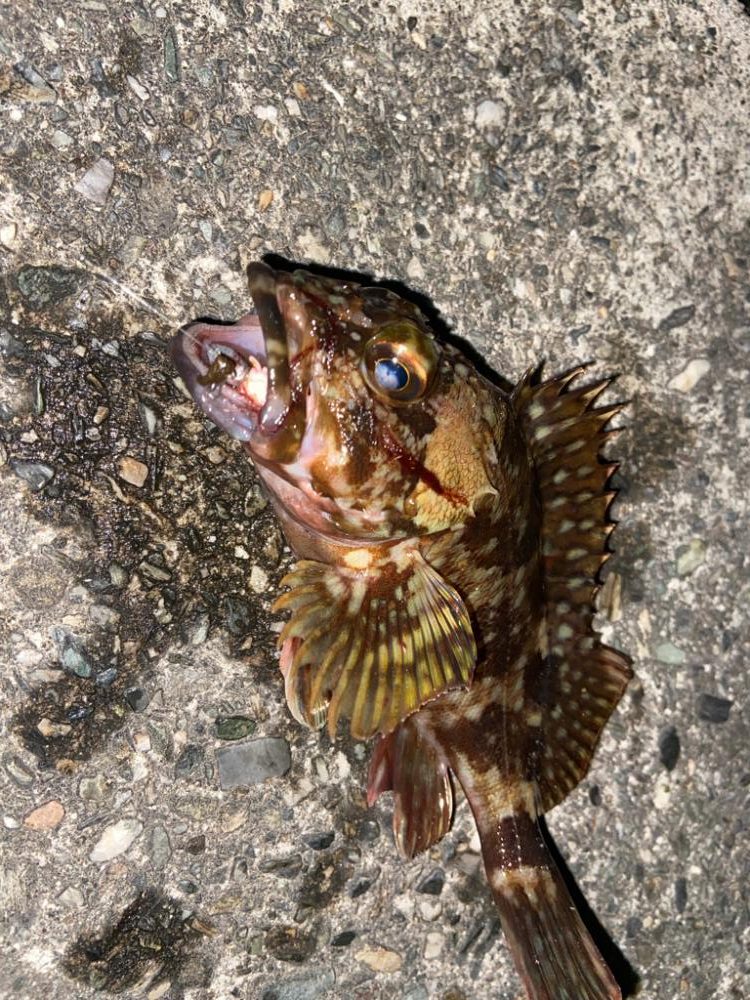 久しぶりのライトゲーム