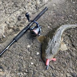 今年初大物です