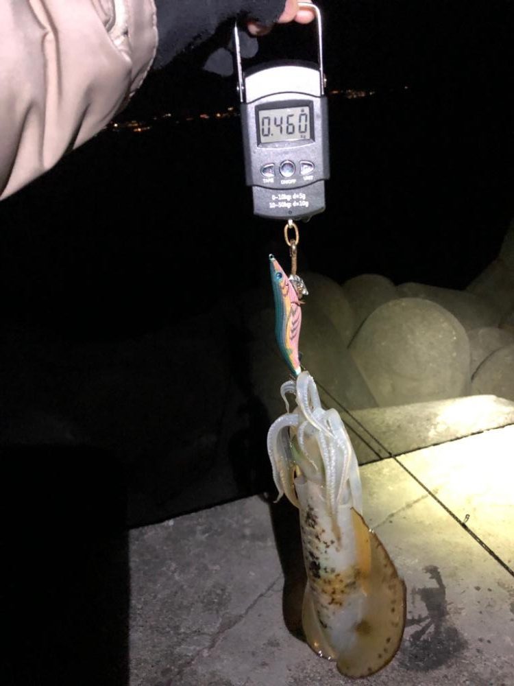 【田辺エリア】冬の夜でもシャローエギング(2月クリア)