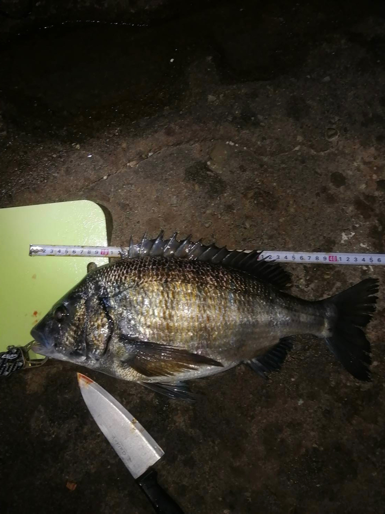 チヌからの挑戦状