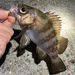 安定して来ました