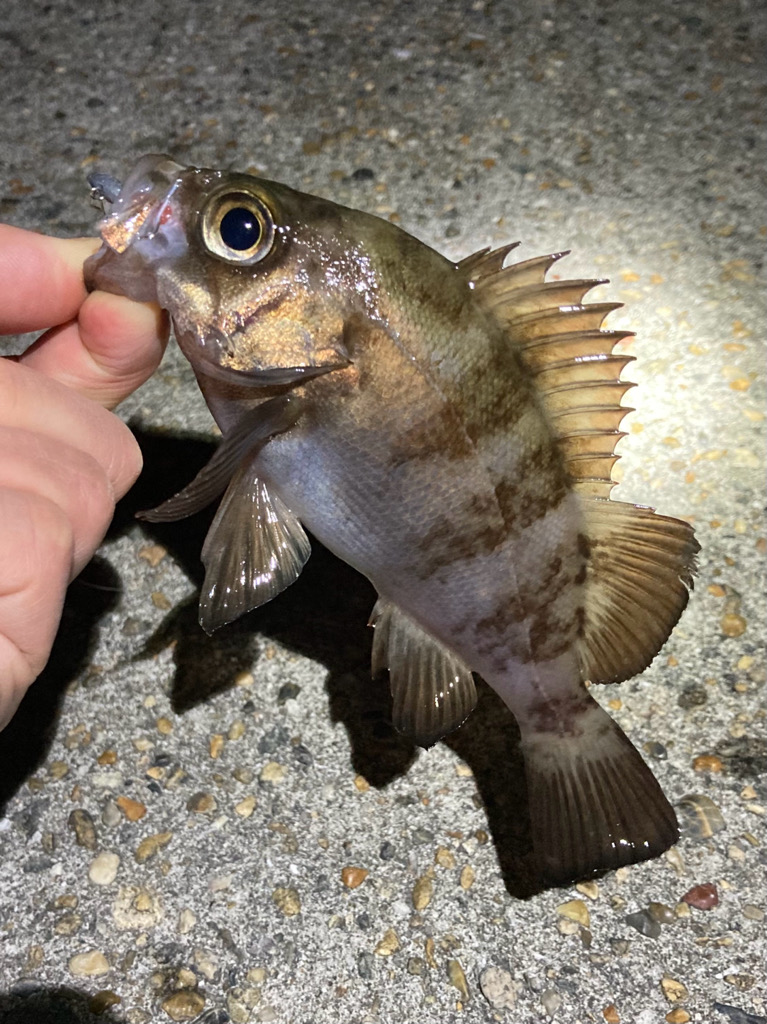 安定して来ました