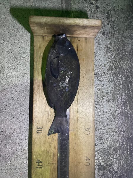 足摺グレ釣りほ