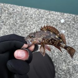 少し遠出ライトゲーム