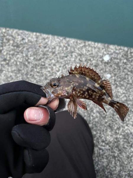 少し遠出ライトゲーム