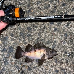 23メバリング日記4