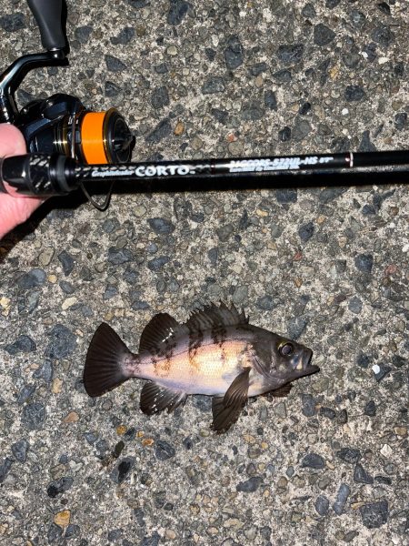 23メバリング日記4