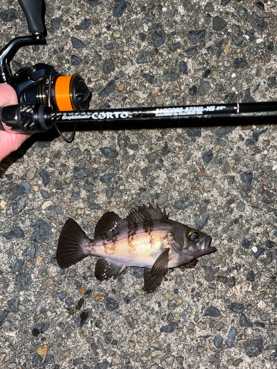 23メバリング日記4