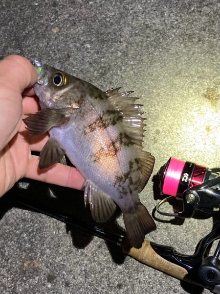 アフタースポーン メバリング