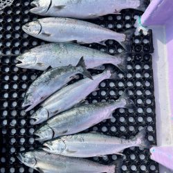 オフショアジギングin羅臼