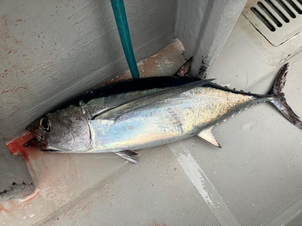 今シーズン4回目のトンジギ