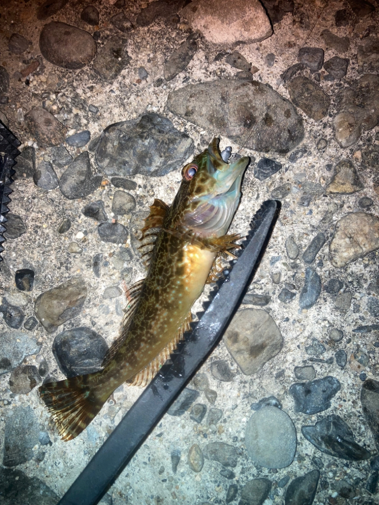 メバリング不発