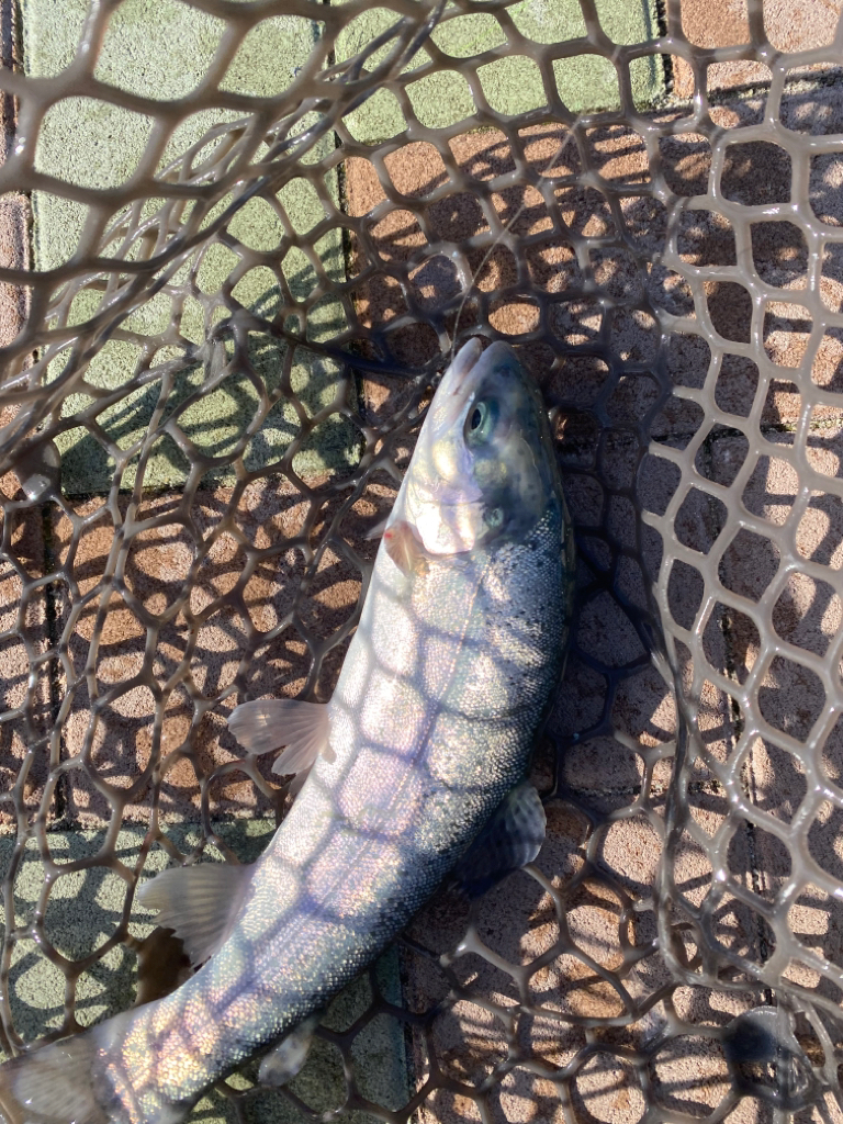 またしてもニジマスのみ