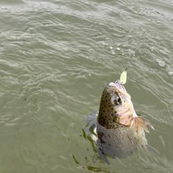 かめプー爆釣　エリアトラウト